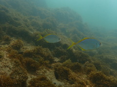Caranx bartholomaei