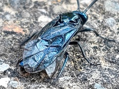 Arge similis