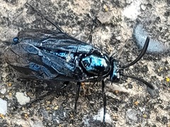 Arge similis