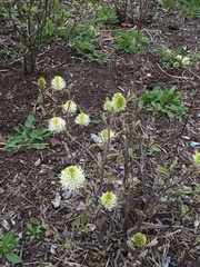 Fothergilla gardenii