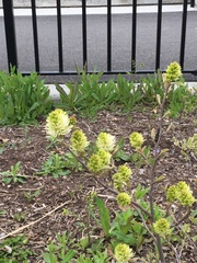 Fothergilla gardenii
