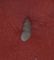 Onoba semicostata