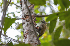 Dryobates maculifrons