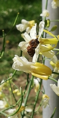 Apis mellifera