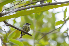 Myiornis auricularis