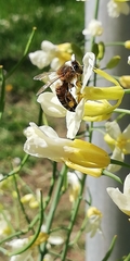 Apis mellifera