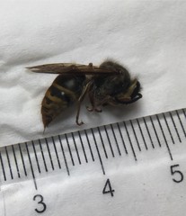 Vespula flaviceps