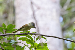 Pachyramphus marginatus