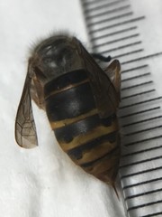 Vespula flaviceps