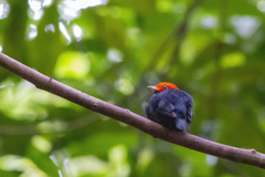 Ceratopipra rubrocapilla