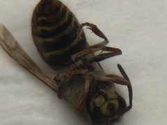 Vespula flaviceps