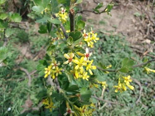 ríbezľa zlatá (Ribes aureum)