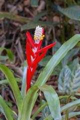 Aechmea lamarchei