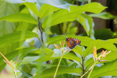 Danaus gilippus gilippus