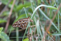 Dione vanillae