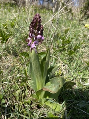 Orchis purpurea