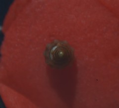 Bela