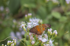 Augiades crinisus