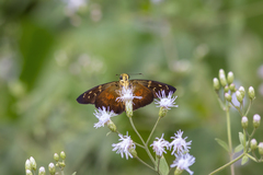 Augiades crinisus