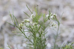 Platysace heterophylla