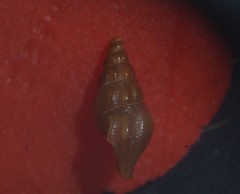 Bela