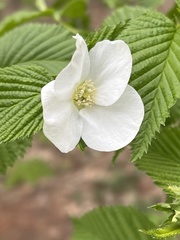 Rhodotypos