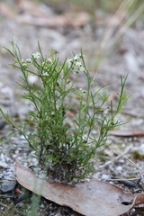 Platysace heterophylla