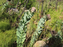 Rafnia amplexicaulis