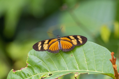 Eueides vibilia