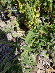 Verbena lasiostachys