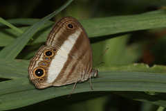Euptychoides albofasciata