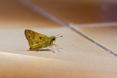 Polites vibex catilina