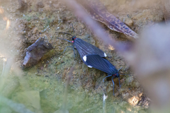 Calodesma quadrimaculata