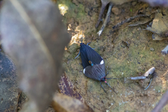 Calodesma quadrimaculata