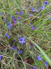 Lithodora