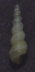 Turritellinella tricarinata