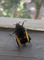 Gymnetis holosericea