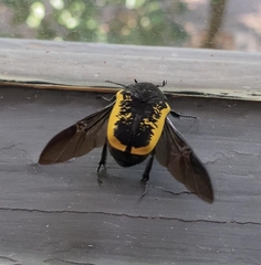 Gymnetis holosericea