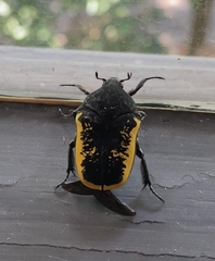 Gymnetis holosericea