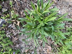Rudbeckia missouriensis
