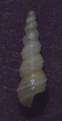 Turritellinella tricarinata