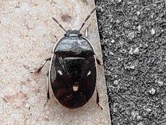 Adomerus triguttulus