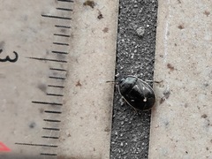 Adomerus triguttulus