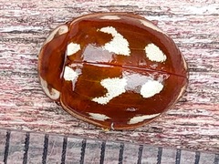 Coccinellinae