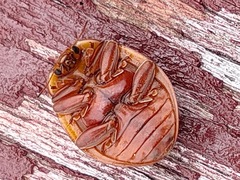 Coccinellinae