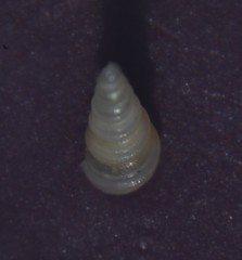 Turritellinella tricarinata