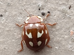 Coccinellinae