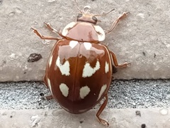 Coccinellinae