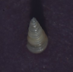 Turritellinella tricarinata
