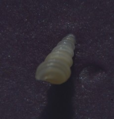 Turritellinella tricarinata